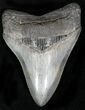 Beautiful, Serrated, Megalodon Tooth #22583-1